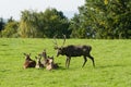 European red deer herd on a green meadow Royalty Free Stock Photo