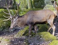 European red deer 4