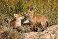 Fox brothers playing in natural habitat Royalty Free Stock Photo