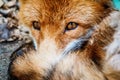 European red fox closeup Royalty Free Stock Photo