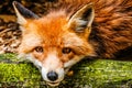 European red fox closeup Royalty Free Stock Photo