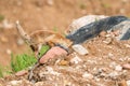 European red fox kit, baby playing Royalty Free Stock Photo