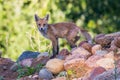 European red fox closeup Royalty Free Stock Photo