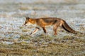 European Red Fox - Vulpes vulpes crucigera Royalty Free Stock Photo