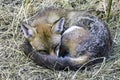Sleeping European red fox spotted in my garden - London, United Kingdom Royalty Free Stock Photo