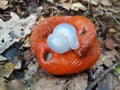 European red slugs Arion rufus mating Royalty Free Stock Photo