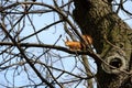 European Red Squirre Royalty Free Stock Photo