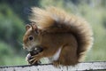 European red squirrel Royalty Free Stock Photo