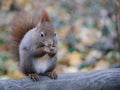 European red squirrel close up portrait