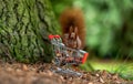 European red squirrel is collecting hazelnuts in a shopping trolley. Royalty Free Stock Photo