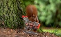 European red squirrel is collecting hazelnuts in a shopping trolley. Royalty Free Stock Photo