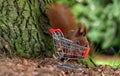 European red squirrel is collecting hazelnuts in a shopping trolley Royalty Free Stock Photo