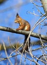 European red squirrel Royalty Free Stock Photo