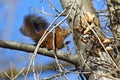 European red squirrel Royalty Free Stock Photo