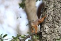 European red squirrel Royalty Free Stock Photo