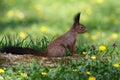 European red squirrel on a flowering spring meadow Royalty Free Stock Photo