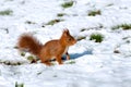 european red squirrel sciurus vulgaris Royalty Free Stock Photo
