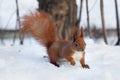 European red squirrel Sciurus vulgaris walking on snow Royalty Free Stock Photo