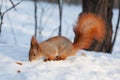 European red squirrel Sciurus vulgaris walking on snow Royalty Free Stock Photo