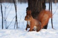 European red squirrel on snow in the forest Royalty Free Stock Photo