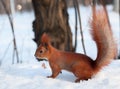 European red squirrel on snow in the forest Royalty Free Stock Photo