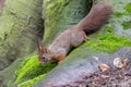 European red squirrel (Sciurus vulgaris ognevi) on a tree Royalty Free Stock Photo