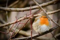 European redbreasted robin Erithacus rubecula