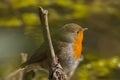 European robin - Erithacus rubecula