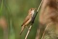 European Reed Warbler