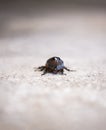 European Rhinoceros beetle close up