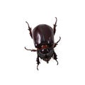 European Rhinoceros Beetle Royalty Free Stock Photo