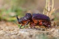 European Rhinoceros Beetle on the Forest Floor Royalty Free Stock Photo