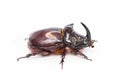 The European rhinoceros beetle is a large flying beetle