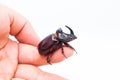 The European rhinoceros beetle is a large flying beetle