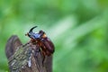 The European rhinoceros beetle is a large flying beetle