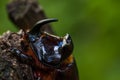 The European rhinoceros beetle is a large flying beetle