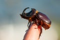 European rhinoceros beetle - Oryctes nasicornis Royalty Free Stock Photo