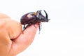 The European rhinoceros beetle is a large flying beetle