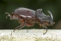 European rhinoceros beetle (Oryctes nasicornis)