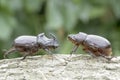 European rhinoceros beetle (Oryctes nasicornis) Royalty Free Stock Photo