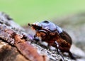 European rhinoceros beetle - Oryctes nasicornis Royalty Free Stock Photo