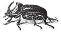 European Rhinoceros beetle Oryctes nasicornis, vintage engraving