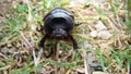 European rhinoceros beetle, Rhino beetle, female, Rhinoceros beetles have become popular pets. Beetle in the nature. a very large