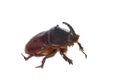 European rhinoceros beetle. Royalty Free Stock Photo