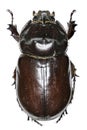 European rhinoceros beetle on white Background Royalty Free Stock Photo