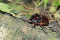 European rhinoceros beetle