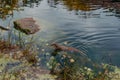 European river otter, Lutra lutra, swimming on back in clear water. Adorable fur coat animal with long tail. Endangered Royalty Free Stock Photo