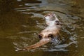 European river otter, Lutra lutra, swimming on back in clear water. Adorable fur coat animal with long tail. Royalty Free Stock Photo