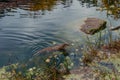 European river otter, Lutra lutra, swimming on back in clear water. Adorable fur coat animal with long tail. Endangered Royalty Free Stock Photo