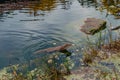 European river otter, Lutra lutra, swimming on back in clear water. Adorable fur coat animal with long tail. Endangered Royalty Free Stock Photo